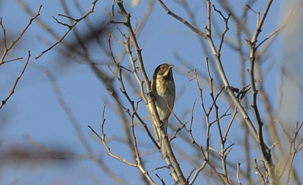 Migliarino?  S,  Migliarino di palude (Emberiza schoeniclus), maschio